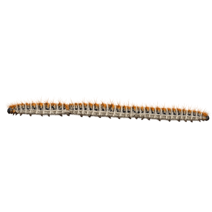 procesionarias